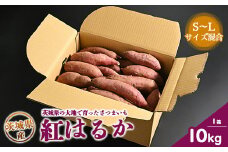 生芋　10kg　S～Lサイズ混合　1箱 いも長 | さつまいも いも 生いも 紅はるか 国産
※着日指定不可
※離島への配送不可
※2024年11月下旬～2025年9月下旬頃に順次発送予定