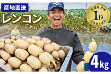 【先行予約】レンコン 4kg【新れんこん】 ◇ ｜ 収穫仕立て 産地直送 れんこん 蓮根 蓮 甘み シャキシャキ 茨城県 土浦市産 ※離島への配送不可 ※2025年9月上旬頃より順次発送予定