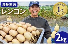 【先行予約】レンコン 2kg【新れんこん】 ◇ ｜ 収穫仕立て 産地直送 れんこん 蓮根 蓮 甘み シャキシャキ 茨城県 土浦市産 ※離島への配送不可 ※2025年9月上旬頃より順次発送予定