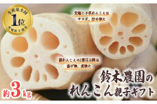 鈴木農園のれんこん親子ギフト 3kg ※離島への配送不可 ※2024年10月上旬～12月中旬頃に順次発送予定