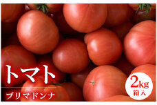 【先行予約】トマト プリマドンナ ギュッと美味しさ詰まったトマト 2kg箱入 ※離島への配送不可 ※2025年1月上旬～6月頃下旬頃に順次発送予定