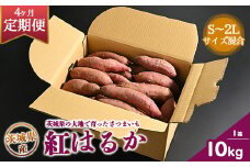 【定期便4ヶ月】生芋　10kg　S～2Lサイズ混合　1箱 いも長 | さつまいも いも 生いも 紅はるか 国産
※着日指定不可
※離島への配送不可