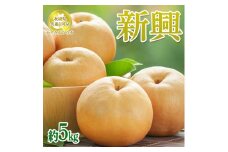 【先行予約限定】 茨城県産【新興梨】約5kg【茨城県共通返礼品　かすみがうら市産】※2025年10月中旬～2025年12月下旬頃に順次発送予定 ※離島への配送不可