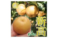  茨城県産【新高梨】約5kg【茨城県共通返礼品　かすみがうら市産】※2025年9月中旬～2025年12月下旬頃に順次発送予定 ※離島への配送不可