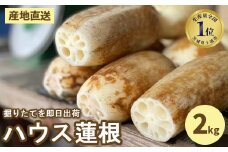 【数量限定】野口れんこん 茨城県産 ハウス蓮根 2kg｜希少 ハウスれんこん ハウスレンコン シャキシャキ ※2024年6月上旬～6月下旬頃に順次発送予定 ※離島への配送不可