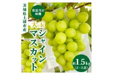 【先行予約】茨城県産シャインマスカット【約1.5キロ】 ※2025年9月中旬～10月下旬頃に順次発送予定
