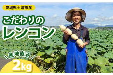 こだわりのレンコン2kg | ギフト 産地直送 茨城県 土浦市産 れんこん 蓮根 シャキシャキ 甘み 送料無料　※離島への配送不可　※2024年9月中旬～2025年5月中旬頃に順次発送予定