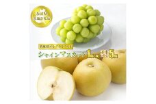 シャインマスカット1房と梨5個【茨城県共通返礼品　かすみがうら市産】果物 くだもの フルーツ ぶどう ブドウ 葡萄 なし 梨 冷蔵 クール便　※2025年8月上旬～10月下旬頃に順次発送予定