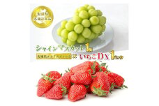 シャインマスカット1房といちごDX1パック【茨城県共通返礼品　かすみがうら市産】果物 くだもの フルーツ ぶどう ブドウ 葡萄 いちご 苺 冷蔵 クール便　※2024年12月上旬～2025年1月下旬頃に順次発送予定