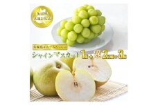 シャインマスカット1房と梨　2品種×3個【茨城県共通返礼品　かすみがうら市産】　※2025年8月上旬～10月上旬頃に順次発送予定