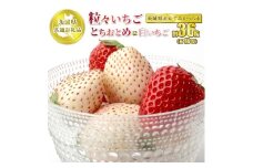 粒々いちご36粒 とちおとめと白いちご【茨城県共通返礼品　かすみがうら市産】　※2024年12月下旬～2025年1月下旬頃に順次発送予定