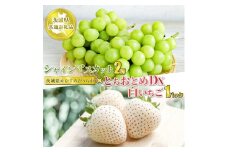 シャインマスカット2房　とちおとめDX1パック白いちご1パック【茨城県共通返礼品　かすみがうら市産】果物 くだもの フルーツ マスカット ぶどう ブドウ 葡萄 いちご 苺 冷蔵 クール便　※2024年12月下旬～2025年1月下旬頃に順次発送予定