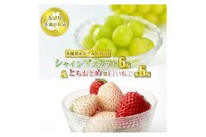 粒々セット 計18粒 とちおとめと白いちごとシャインマスカット【茨城県共通返礼品　かすみがうら市産】果物 くだもの フルーツ ぶどう ブドウ 葡萄 いちご 苺 冷蔵 クール便　※2024年12月下旬～2025年1月下旬頃に順次発送予定
