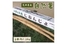 自然薯（2本 約1.2kg） | 1.2キロ ご飯のお供 野菜 とろろ 栽培 健康 栄養 山芋 山の芋 国産 産地直送 農家直送 贈答 贈り物 プレゼント 茨城県 古河市 荒井農産 直送 農家直送 産地直送_AC01