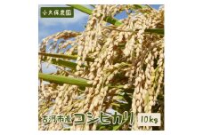 【令和6年産】古河市産 コシヒカリ10kg【小久保農園】  | 米 茨城県 こめ コメ 白米 ご飯 単一米 国産 古河市 茨城県産 定番 おいしい ギフト 贈答 贈り物 プレゼント お祝 ご褒美 記念日 景品 _AS02