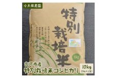 【令和6年産】古河市産 特別栽培米コシヒカリ10kg【小久保農園】 | 米 こめ コメ 10キロ こしひかり コシヒカリ特別栽培米 古河市産 茨城県産 贈答 贈り物 プレゼント 茨城県 古河市 直送 農家直送 産地直送 _AS04