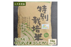 【令和6年産】古河市産 特別栽培米コシヒカリ5kg【小久保農園】 | こめ コメ 米 白米 精米 ご飯 単一米 国産 茨城県産 古河市 ギフト 贈答 贈り物 プレゼント お祝 ご褒美 記念日 景品 _AS05