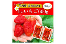 摘みたて！旬のいちご600g（300g×2）※北海道・沖縄・離島への配送不可 ※2025年1月中旬頃より順次発送予定 | いちご 苺 イチゴ 600グラム 2パック フルーツ 小分け おいしい いばらキッス 紅ほっぺ よつぼし 恋みのり 取り寄せ お取り寄せ ギフト 贈答 贈り物 プレゼント 茨城県 古河市 直送 農家直送 産地直送 送料無料_BI10