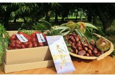 【数量・期間限定】低温熟成栗和栗1.8Kgとさしま茶のセット ※離島への配送不可  ※2024年10月中旬頃より順次発送予定 | 茶 栗 詰合せ 栗 1.8キロ くり マロン 果物 木の実 きのみ おやつ スイーツ 国産 茨城県産 お茶 緑茶 茶葉 日本茶 煎茶 さしま茶 猿島茶 セット 詰め合わせ 取り寄せ お取り寄せ 贈答 贈り物 プレゼント 期間限定 数量限定 _BF14