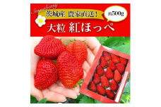 【第10回茨城いちごグランプリ大賞受賞】【先行予約】大粒いちご　紅ほっぺ（箱入・約５００g）※2024年1月中旬頃より順次発送予定 ※離島不可（北海道、沖縄本島は配送可能） | いちご 苺 イチゴ 500グラム フルーツ おいしい 紅ほっぺ 取り寄せ お取り寄せ ギフト 贈答 贈り物 プレゼント  茨城県 古河市 直送 農家直送 産地直送 送料無料 _BI12