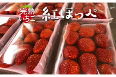 完熟紅ほっぺ 300g×2パック ｜ いちご 苺 イチゴ 茨城県産 いちご 苺 イチゴ フルーツ 小分け 紅ほっぺ 取り寄せ お取り寄せ おいしい ギフト 贈答 贈り物 プレゼント 茨城県 古河市 直送 農家直送 産地直送 送料無料 ※北海道・沖縄・離島への配送不可 ※2025年1月上旬～3月下旬頃に順次発送予定 _CU01