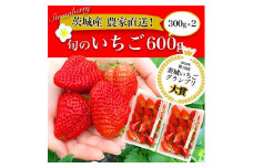 【第10回茨城いちごグランプリ大賞 受賞】【先行予約】紅ほっぺと旬のいちご食べ比べ　600g（300g×2） ※北海道・沖縄・離島への配送不可 ※2024年1月中旬頃より順次発送予定｜いちご 苺 イチゴ 600グラム 2パック フルーツ 小分け おいしい いばらキッス 紅ほっぺ よつぼし 恋みのり 取り寄せ お取り寄せ ギフト 贈答 贈り物 プレゼント  茨城県 古河市 直送 農家直送 _BI13