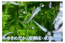 人気！みゆきめだかと産卵床・水草の飼育セット(メダカ15匹) ※北海道・沖縄・離島への配送不可 ※2023年10月上旬頃より順次発送予定 | めだか 生き物 生物 魚 鑑賞 飼育 自由研究 メダカ さかな 育成 水草 _DB01

