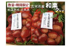 【数量・期間限定】低温熟成 追熟栗 2Kg 古河市産和栗 茨城産 ※離島への配送不可  ※2024年10月中旬頃より順次発送予定 |  栗 2キロ くり マロン 果物 木の実 きのみ おやつ スイーツ 国産 茨城県産 取り寄せ お取り寄せ 贈答 贈り物 プレゼント ギフト 期間限定 数量限定 茨城県 古河市 直送 農家直送 産地直送 送料無料 _BF15