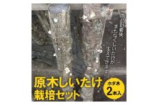 原木しいたけ栽培セット・ホダ木2本入り ※離島への配送不可 | しいたけ シイタケ 椎茸 栽培キット 木 栽培 実験 観察 夏休み 宿題 冬休み 春休み 収穫 簡単 おいしい 便利 手軽 自由研究 _DR04