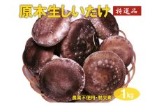 原木生しいたけ 1kg 特大厚肉品 特選品 贈答用 農薬不使用 脱炭素 ※離島への配送不可 _DR02
