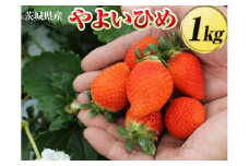 茨城県産　やよいひめ　約1kg〈茨城県共通返礼品・大洗町〉 ※2023年1月上旬～3月上旬頃に順次発送予定 ※北海道・沖縄・離島への配送不可 _DV08