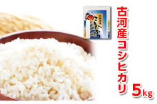 令和6年産 古河産コシヒカリ（5kg）〇  |  米 こめ コメ 5キロ こしひかり コシヒカリ 古河市産 茨城県産 贈答 贈り物 プレゼント 茨城県 古河市 直送 産地直送 送料無料 着日指定可 着日指定OK_DP07