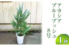 アカシア　ブルーブッシュ8号 ※離島への配送不可 | 観葉植物 植物 グリーン アカシアの木 ブルーブッシュ 室内 苗 鉢植え シンボルツリー ギフト 贈答 贈り物 プレゼント お中元 お歳暮 直送 農家直送 茨城県 古河市 送料無料 _BZ19