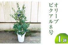 オリーブ ピクアル8号 ※離島への配送不可 | 観葉植物 植物 グリーン オリーブの木 ピクアル 室内 苗 鉢植え シンボルツリー ギフト 贈答 贈り物 プレゼント お中元 お歳暮 直送 農家直送 茨城県 古河市 送料無料 _BZ18