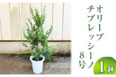 オリーブ チプレッシーノ8号 ※離島への配送不可  | 観葉植物 植物 グリーン オリーブの木 チプレッシーノ 室内 苗 鉢植え シンボルツリー ギフト 贈答 贈り物 プレゼント お中元 お歳暮 直送 農家直送 茨城県 古河市 送料無料 _BZ17