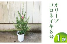 オリーブ コロネイキ8号 ※離島への配送不可 | 観葉植物 植物 グリーン オリーブの木 コロネイキ 室内 苗 鉢植え シンボルツリー ギフト 贈答 贈り物 プレゼント お中元 お歳暮 直送 農家直送 茨城県 古河市 送料無料 _BZ16