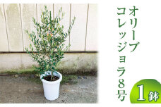 オリーブ コレッジョラ8号 ※離島への配送不可 | 観葉植物 植物 グリーン オリーブの木 コラッジョラ 室内 苗 鉢植え シンボルツリー ギフト 贈答 贈り物 プレゼント お中元 お歳暮 直送 農家直送 茨城県 古河市 送料無料 _BZ15
