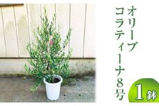 オリーブ コラティーナ8号 ※離島への配送不可 | 観葉植物 植物 グリーン オリーブの木 コラティーナ 室内 苗 鉢植え シンボルツリー ギフト 贈答 贈り物 プレゼント お中元 お歳暮 直送 農家直送 茨城県 古河市 送料無料 _BZ14