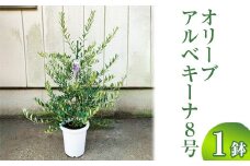 オリーブ アルベキーナ8号 ※離島への配送不可 | 観葉植物 植物 グリーン オリーブの木 アルベキーナ 室内 苗 鉢植え シンボルツリー ギフト 贈答 贈り物 プレゼント お中元 お歳暮 直送 農家直送 茨城県 古河市 送料無料 _BZ13