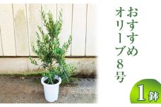 おすすめオリーブ8号 ※離島への配送不可 | 観葉植物 植物 グリーン オリーブの木 室内 苗 鉢植え シンボルツリー ギフト 贈答 贈り物 プレゼント お中元 お歳暮 直送 農家直送 茨城県 古河市 送料無料  _BZ12