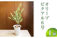 オリーブ ピクアル6号 ※離島への配送不可 | 観葉植物 植物 グリーン オリーブの木 ピクアル 室内 苗 鉢植え シンボルツリー ギフト 贈答 贈り物 プレゼント お中元 お歳暮 直送 農家直送 茨城県 古河市 送料無料 _BZ11