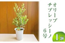 オリーブ チプレッシーノ6号 ※離島への配送不可 | 観葉植物 植物 グリーン オリーブの木 チプレッシーノ 室内 苗 鉢植え シンボルツリー ギフト 贈答 贈り物 プレゼント お中元 お歳暮 直送 農家直送 茨城県 古河市 送料無料 _BZ10