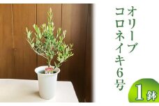 オリーブ コロネイキ6号 ※離島への配送不可 | 観葉植物 植物 グリーン オリーブの木 コロネイキ 室内 苗 鉢植え シンボルツリー ギフト 贈答 贈り物 プレゼント お中元 お歳暮 直送 農家直送 茨城県 古河市 送料無料 _BZ09