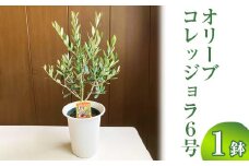 オリーブ コレッジョラ6号 ※離島への配送不可 | 観葉植物 植物 グリーン オリーブの木 コラッジョラ 室内 苗 鉢植え シンボルツリー ギフト 贈答 贈り物 プレゼント お中元 お歳暮 直送 農家直送 茨城県 古河市 送料無料 _BZ08