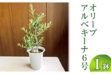 オリーブ アルベキーナ6号 ※離島への配送不可 | 観葉植物 植物 グリーン オリーブの木 アルベキーナ 室内 苗 鉢植え シンボルツリー ギフト 贈答 贈り物 プレゼント お中元 お歳暮 直送 農家直送 茨城県 古河市 送料無料 _BZ06