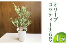 オリーブ コラティーナ6号 ※離島への配送不可 | 観葉植物 植物 グリーン オリーブの木 コラティーナ 室内 苗 鉢植え シンボルツリー ギフト 贈答 贈り物 プレゼント お中元 お歳暮 直送 農家直送 茨城県 古河市 送料無料 _BZ07