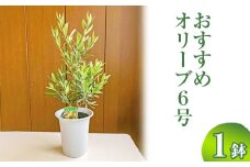 おすすめオリーブ6号 ※離島への配送不可 | 観葉植物 植物 グリーン オリーブの木 室内 苗 鉢植え シンボルツリー ギフト 贈答 贈り物 プレゼント お中元 お歳暮 直送 農家直送 茨城県 古河市 送料無料 _BZ05