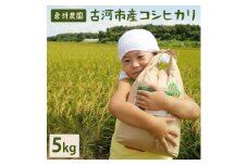 【令和6年産】古河市産　コシヒカリ5kg【倉持農園】 ※着日指定不可 | 米 こめ コメ こしひかり コシヒカリ 5キロ 古河市産 茨城県産 贈答 贈り物 プレゼント 茨城県 古河市 直送 農家直送 産地直送 送料無料 _AN03