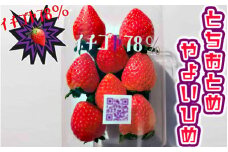 早く見つけて～！！甘い！美味しい！と巷で噂の苺をいっぱい食べてる人程食べてほしい♥ とちおとめ260g×2＆やよいひめ260g×2 | いちご 苺 イチゴ 約 1キロ 食べ比べ フルーツ やよい姫 トチオトメ お取り寄せ 食べくらべ  贈答 贈り物 プレゼント 茨城県 古河市 直送 農家直送 産地直送 送料無料※北海道・沖縄・離島への配送不可※2024年12月下旬頃より順次発送予定_FE03