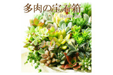多肉植物の寄せ植え 6号鉢 | 観葉植物 植物 グリーン 多肉 寄せ植え 室内 鉢植え ギフト 贈答 贈り物 プレゼント お祝い 直送 農家直送 茨城県 古河市 送料無料 _FC02